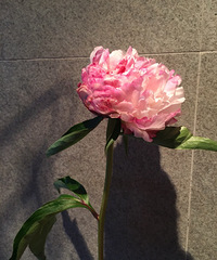 �������ҩ��ȷʵ����������������һ��