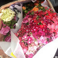 假期去花市买漂亮花花