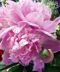 ����һ���ȴ�Ϫ�����л��õ��򻨺�ȥ�����۸���˶��ҽ�ͨ����