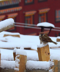 「迦南自驾」色达—白雪中最美的遇见