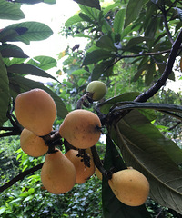 200平花园新生记,鲜花、蔬菜、水果一应俱全