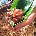 自己包的粽子料好足