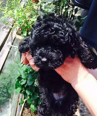 �Լ�̩�ϱ����������ˣ�