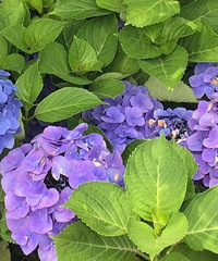 望海花市赶集回来,价格适中