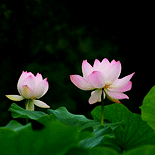 �����µĺɻ�����