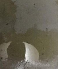 不止一次在电梯看到宠物尿迹