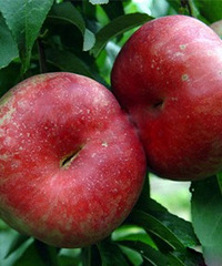 �����֭���½�����ң�Ҫ��Ҫ��һ���Ź��أ�