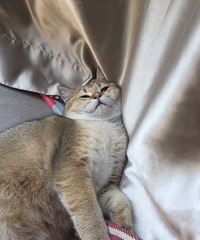 һ������