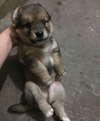 自家狗狗给个红包就送,红包随意