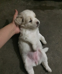 自家狗狗给个红包就送,红包随意