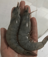 ĺʺܻ㣬ϺQ𣬺ջƻζҲ