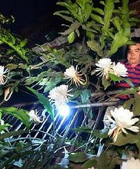 重庆居民家中昙花一夜开30多朵