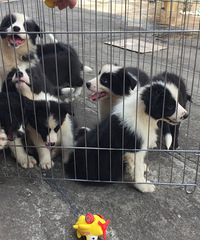 ˫Ѫͳ�߾�����Ȯ����Ԥ����Ʒ�ʸ߼۸񲻸�