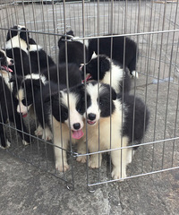 ˫Ѫͳ�߾�����Ȯ����Ԥ����Ʒ�ʸ߼۸񲻸�