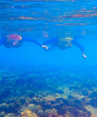 ģҳˡ³ѷRobinsonμ