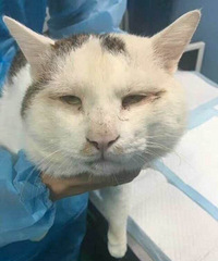 猫儿都开双眼皮了!!你还在犹豫什么?