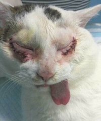 猫儿都开双眼皮了!!你还在犹豫什么?