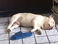 狗狗被牵走对方不承认
