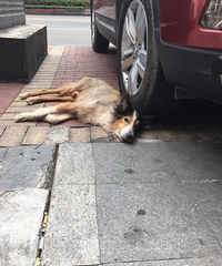 直港大道有只流浪苏牧,性格很乖,流浪饿的好瘦哦