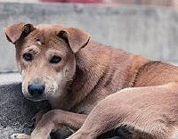 宠物犬轻轻咬伤手背,男子身亡
