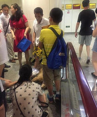 一条狗中暑晕倒在两路口轻轨站 市民自发为狗解暑