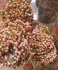 �����ʻ�����л����ɻ���ݣ�������ֵ�ߣ����ұ��˹ܵþ�