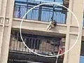 大狗在阳台暴晒死亡