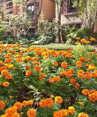 �и�����԰�ӵ����Σ�200ƽ+60��԰��ʽ��Ծװ�޼�