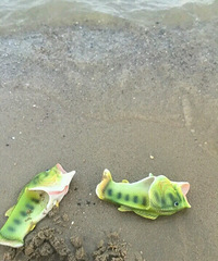 �ⲻ���㣬��ֻ��һ˫�����������Ь������ȥ���ͷ�ʸ߲���