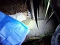 12岁女童诞下女婴扔掉