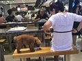 她用公用餐具喂狗