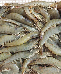 ൺκҰϺţ86Ԫ2155Ԫ4˳˰