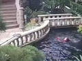 保姆跌落别墅鱼池溺亡