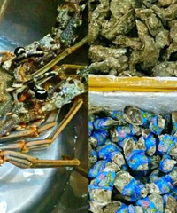 南坪新开了个海鲜市场,龙虾种类齐全