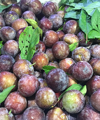 ��ҹ��̽��԰��ˮ���г����ձ�Ʒ�ֵ����Ѳ�6Ԫһ��