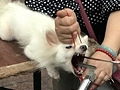 花鸟市场有人剪狗声带