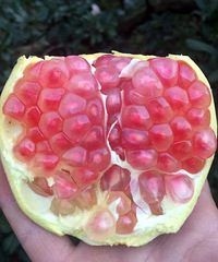 ȥ��ǳ��ܻ�ӭ������ʯ������