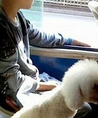 重庆男子让贵宾犬独占公交座椅