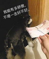 小两口计划出国游 爱犬将护照撕碎