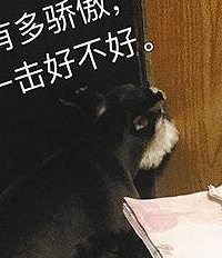 小两口计划出国,爱犬将护照撕碎