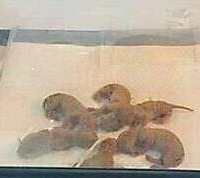 猫妈妈被撞死,医生救出6只小猫