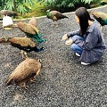 可以喂孔雀滑草的民宿