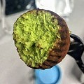 抹茶味蒲公英巧克力
