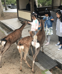 来奈良必须要看的梅花鹿