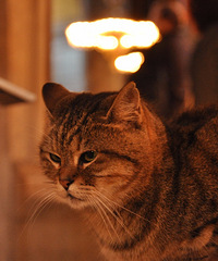 33175CM˫飬Ӫҵθܾ