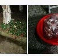 某中学要求打死校园内的野狗