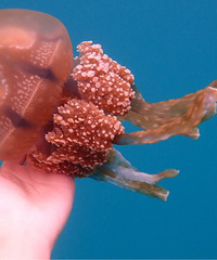 ���¾���Ҫһ���˸��������͵�ˮĸ�þ��ޣ�ˮĸ����Ǳˮ����