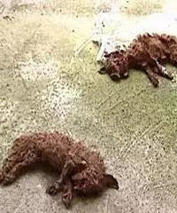 吓!小区居然有人高空抛狗