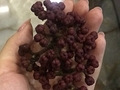 有人认识这个东西吗