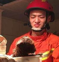 2个月大泰迪掉进厕所下水道